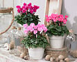 BLOOMIQUE - Lot de 6 - Cyclamen Persicum - Cyclamen de patio - Plantes vivaces - H. 15-25 cm - P. 10,5 cm - vignette
