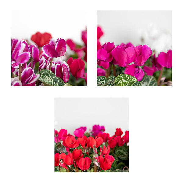 BLOOMIQUE - Lot de 6 - Cyclamen Persicum - Cyclamen de patio - Plantes vivaces - H. 15-25 cm - P. 10,5 cm - large