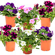 BLOOMIQUE - Lot de 6 - Pétunia à grandes fleurs - Mélange de couleurs - H. 15-20 cm - P. 10,5 cm - vignette