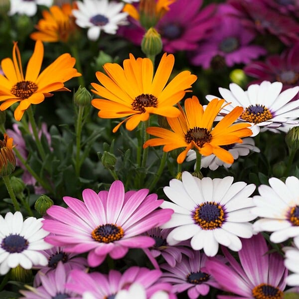 BLOOMIQUE - Lot de 6 - Osteospermum - Marguerite du Cap - Mélange de couleurs - H. 15-20 cm - P. 10,5 cm - large