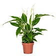 BLOOMIQUE - Spathiphyllum - Lys de la paix - Plantes d’intérieur - Dépolluante - Hauteur 30-40 cm - Pot 12 cm - vignette