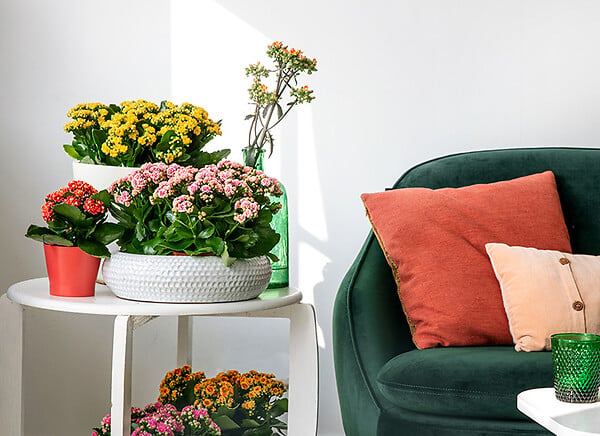 BLOOMIQUE - Lot de 3 - Kalanchoé - Fleurs jaunes - Plante d'extérieur et d'intérieur - H. 15-25 cm - P. 12 cm - large