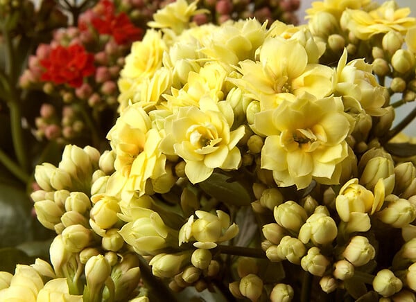 BLOOMIQUE - Lot de 3 - Kalanchoé - Fleurs jaunes - Plante d'extérieur et d'intérieur - H. 15-25 cm - P. 12 cm - large