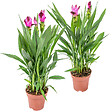 BLOOMIQUE - Lot de 2 - Curcuma Siam - Curcuma ornemental - Plante d’intérieur - H. 40-50 cm - P. 14 cm - vignette
