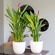 BLOOMIQUE - Lot de 2 - Curcuma Siam - Curcuma ornemental - Plante d’intérieur - H. 40-50 cm - P. 14 cm - vignette