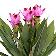 BLOOMIQUE - Lot de 2 - Curcuma Siam - Curcuma ornemental - Plante d’intérieur - H. 40-50 cm - P. 14 cm - vignette