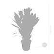 BLOOMIQUE - Lot de 2 - Curcuma Siam - Curcuma ornemental - Plante d’intérieur - H. 40-50 cm - P. 14 cm - vignette