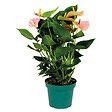 BLOOMIQUE - Anthurium - Flamant rose - Rose - Plante d’intérieur - Dépolluante - Hauteur 40-60 cm - Pot 14 cm - vignette