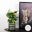 BLOOMIQUE - Anthurium - Flamant rose - Rose - Plante d’intérieur - Dépolluante - Hauteur 40-60 cm - Pot 14 cm - vignette