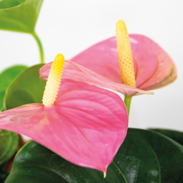 BLOOMIQUE - Anthurium - Flamant rose - Rose - Plante d’intérieur - Dépolluante - Hauteur 40-60 cm - Pot 14 cm - large