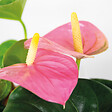 BLOOMIQUE - Anthurium - Flamant rose - Rose - Plante d’intérieur - Dépolluante - Hauteur 40-60 cm - Pot 14 cm - vignette