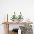 BLOOMIQUE - Lot de 2 - Ananas Mi Amigo - Ananas décoratif - Plante anti-ronflement - H. 30-40 cm - P. 12 cm - vignette