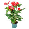 BLOOMIQUE - Anthurium - Flamant rose - Rouge - Plante d’intérieur - Dépolluante - Hauteur 30-40 cm - Pot 12 cm - vignette