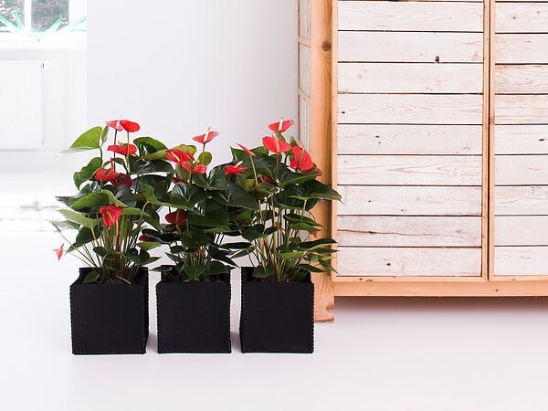 BLOOMIQUE - Anthurium - Flamant rose - Rouge - Plante d’intérieur - Dépolluante - Hauteur 30-40 cm - Pot 12 cm - large