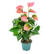 BLOOMIQUE - Anthurium - Flamant rose - Rose - Plante d’intérieur - Dépolluante - Hauteur 30-40 cm - Pot 12 cm - vignette