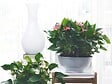 BLOOMIQUE - Anthurium - Flamant rose - Rose - Plante d’intérieur - Dépolluante - Hauteur 30-40 cm - Pot 12 cm - vignette