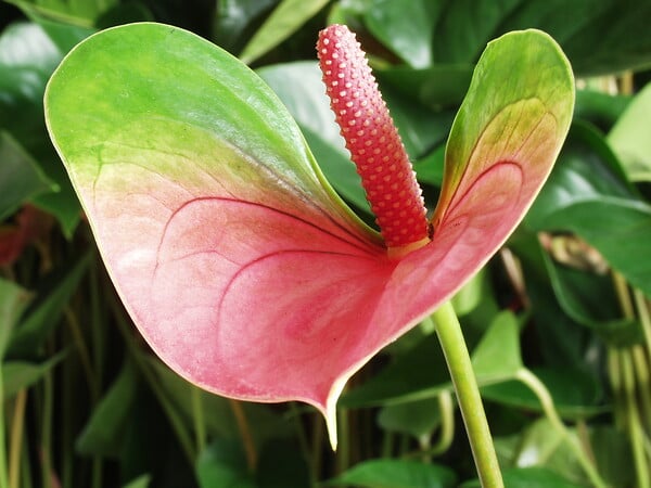BLOOMIQUE - Anthurium - Flamant rose - Rose - Plante d’intérieur - Dépolluante - Hauteur 30-40 cm - Pot 12 cm - large