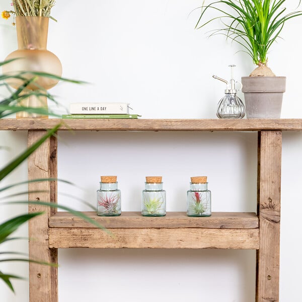 BLOOMIQUE - Lot de 3 - Tillandsia en Verre - Plantes aériennes - Plantes d’intérieur - Très facile à entretenir - large