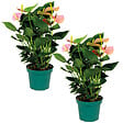 BLOOMIQUE - Lot de 2 - Anthurium - Flamant rose - Rose - Plante d’intérieur - H. 40-60 cm - P. 14 cm - vignette