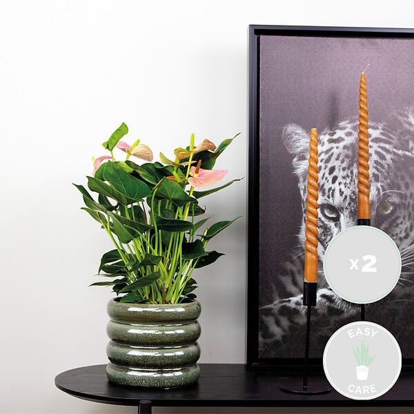 BLOOMIQUE - Lot de 2 - Anthurium - Flamant rose - Rose - Plante d’intérieur - H. 40-60 cm - P. 14 cm - large