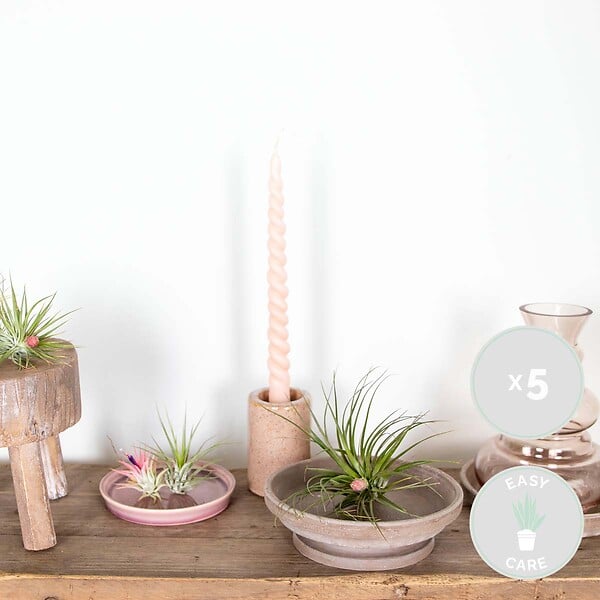 BLOOMIQUE - Lot de 5 - Tillandsia - Plantes aériennes - Dépolluantes - Très faciles d’entretien - 5-15 cm - large