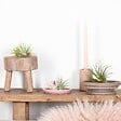 BLOOMIQUE - Lot de 5 - Tillandsia - Plantes aériennes - Dépolluantes - Très faciles d’entretien - 5-15 cm - vignette