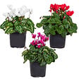 BLOOMIQUE - Lot de 3 - Cyclamen Persicum - Cyclamen de patio - Plantes vivaces - H. 15-25 cm - P. 10,5 cm - vignette