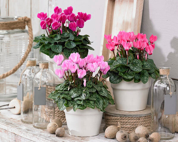 BLOOMIQUE - Lot de 3 - Cyclamen Persicum - Cyclamen de patio - Plantes vivaces - H. 15-25 cm - P. 10,5 cm - large