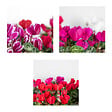 BLOOMIQUE - Lot de 3 - Cyclamen Persicum - Cyclamen de patio - Plantes vivaces - H. 15-25 cm - P. 10,5 cm - vignette