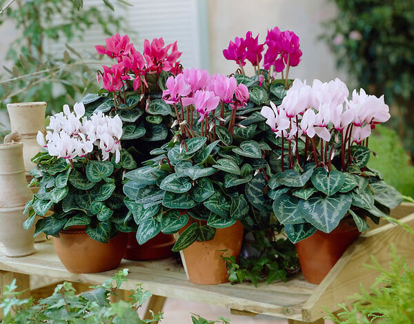 BLOOMIQUE - Lot de 3 - Cyclamen Persicum - Cyclamen de patio - Plantes vivaces - H. 15-25 cm - P. 10,5 cm - large