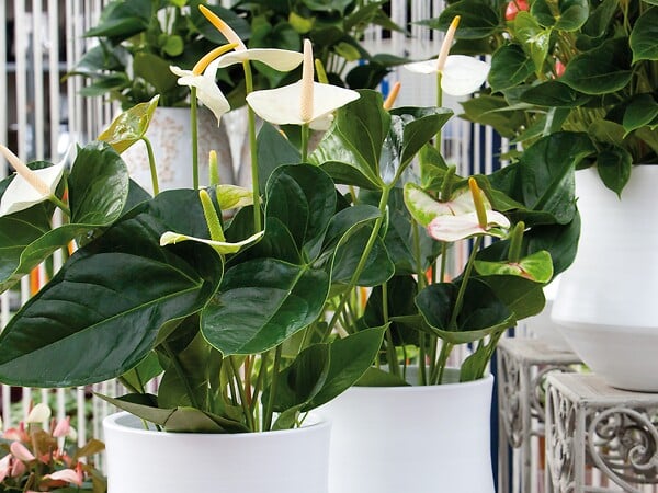BLOOMIQUE - Anthurium - Flamant rose - Blanc - Plante d’intérieur - Dépolluante - Hauteur 30-40 cm - Pot 12 cm - large