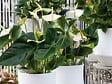 BLOOMIQUE - Anthurium - Flamant rose - Blanc - Plante d’intérieur - Dépolluante - Hauteur 30-40 cm - Pot 12 cm - vignette