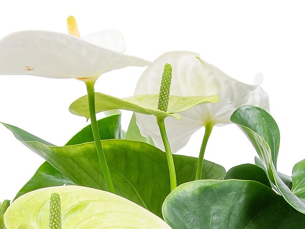 BLOOMIQUE - Anthurium - Flamant rose - Blanc - Plante d’intérieur - Dépolluante - Hauteur 30-40 cm - Pot 12 cm - large