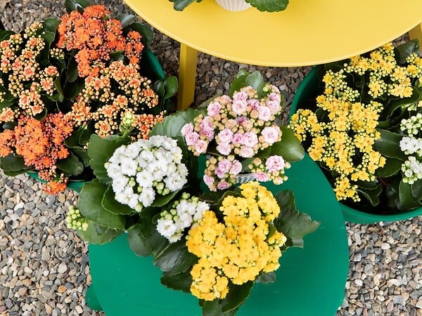 BLOOMIQUE - Lot de 6 - Kalanchoé - Mélange de couleurs - H. 15-25 cm - P. 12 cm - large
