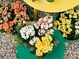 BLOOMIQUE - Lot de 6 - Kalanchoé - Mélange de couleurs - H. 15-25 cm - P. 12 cm - vignette