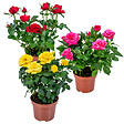 BLOOMIQUE - Lot de 3 - Rosiers Nains - Rouge, Jaune, Rose - H. 20-30 cm - P. 12 cm - vignette