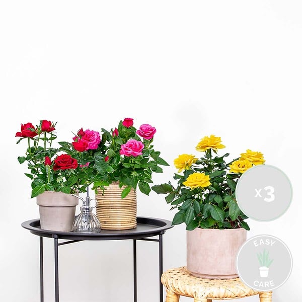 BLOOMIQUE - Lot de 3 - Rosiers Nains - Rouge, Jaune, Rose - H. 20-30 cm - P. 12 cm - large