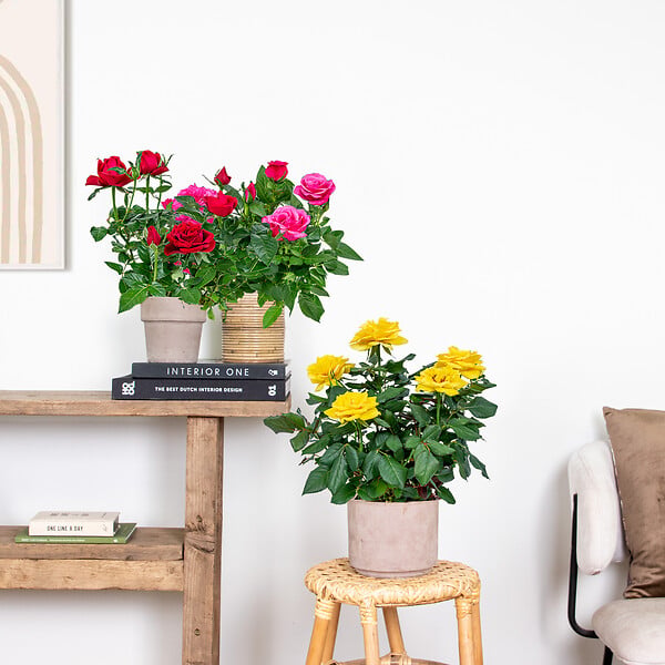 BLOOMIQUE - Lot de 3 - Rosiers Nains - Rouge, Jaune, Rose - H. 20-30 cm - P. 12 cm - large