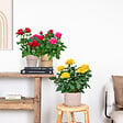 BLOOMIQUE - Lot de 3 - Rosiers Nains - Rouge, Jaune, Rose - H. 20-30 cm - P. 12 cm - vignette