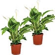 BLOOMIQUE - Lot de 2 - Spathiphyllum - Lys de la paix - Plante d’intérieur - H. 60-80 cm - P. 17 cm - vignette
