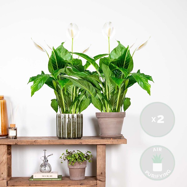 BLOOMIQUE - Lot de 2 - Spathiphyllum - Lys de la paix - Plante d’intérieur - H. 60-80 cm - P. 17 cm - large