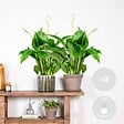 BLOOMIQUE - Lot de 2 - Spathiphyllum - Lys de la paix - Plante d’intérieur - H. 60-80 cm - P. 17 cm - vignette