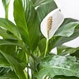 BLOOMIQUE - Lot de 2 - Spathiphyllum - Lys de la paix - Plante d’intérieur - H. 60-80 cm - P. 17 cm - vignette