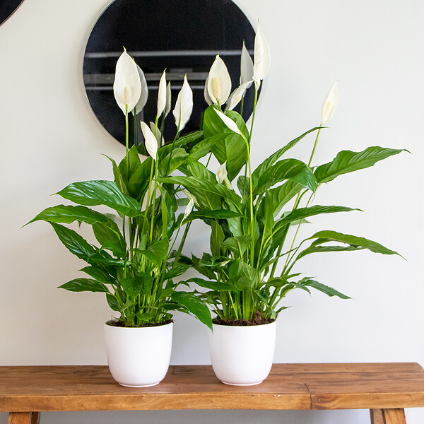 BLOOMIQUE - Lot de 2 - Spathiphyllum - Lys de la paix - Plante d’intérieur - H. 60-80 cm - P. 17 cm - large