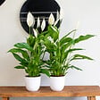 BLOOMIQUE - Lot de 2 - Spathiphyllum - Lys de la paix - Plante d’intérieur - H. 60-80 cm - P. 17 cm - vignette