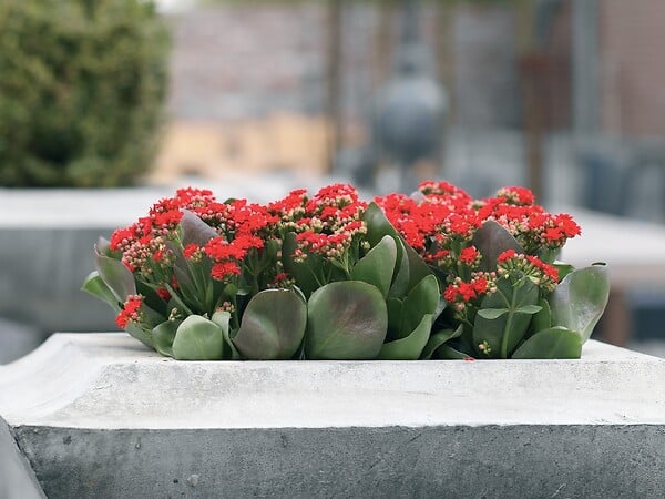 BLOOMIQUE - Lot de 3 - Kalanchoé - Fleurs rouges - Plante d'extérieur et d'intérieur - H. 15-25 cm - P. 12 cm - large