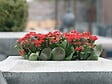 BLOOMIQUE - Lot de 3 - Kalanchoé - Fleurs rouges - Plante d'extérieur et d'intérieur - H. 15-25 cm - P. 12 cm - vignette