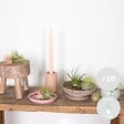 BLOOMIQUE - Lot de 10 - Tillandsia - Plantes aériennes - Dépolluantes - Très faciles d’entretien - 5-15 cm - vignette
