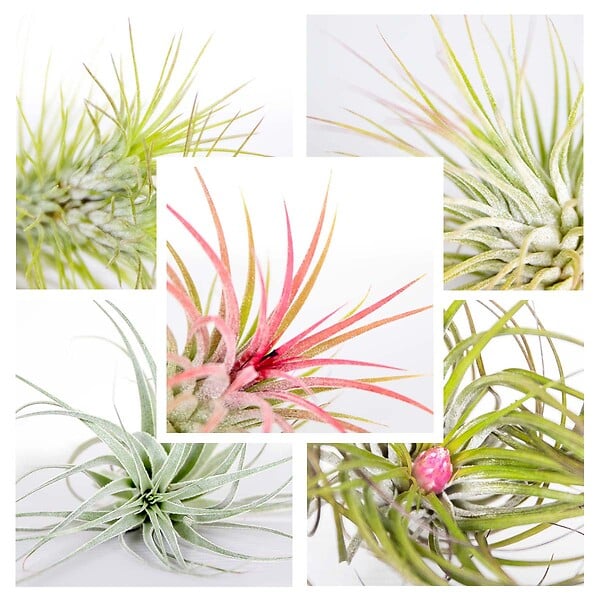 BLOOMIQUE - Lot de 10 - Tillandsia - Plantes aériennes - Dépolluantes - Très faciles d’entretien - 5-15 cm - large