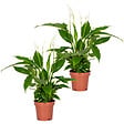 BLOOMIQUE - Lot de 2 - Spathiphyllum - Lys de la paix - Plantes d’intérieur - H. 30-40 cm - P. 12 cm - vignette